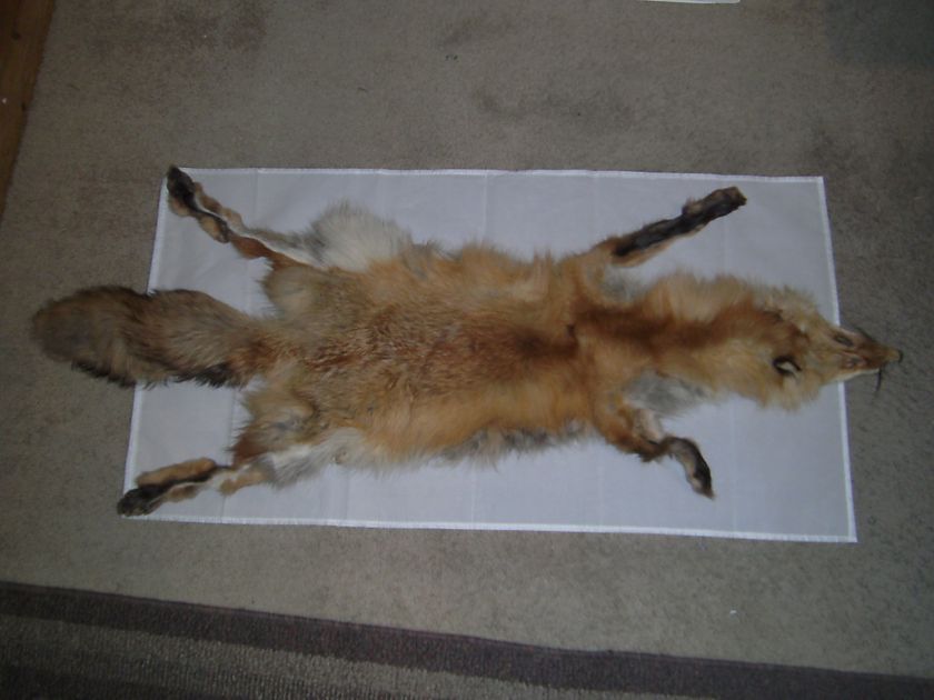   Full Body Pelt Hide Head Tail Taxidermy Tanned Hunting Trapping  