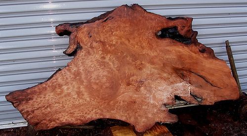 Redwood Burl Table Slab, Exotic, Wood Working RW313 HG  